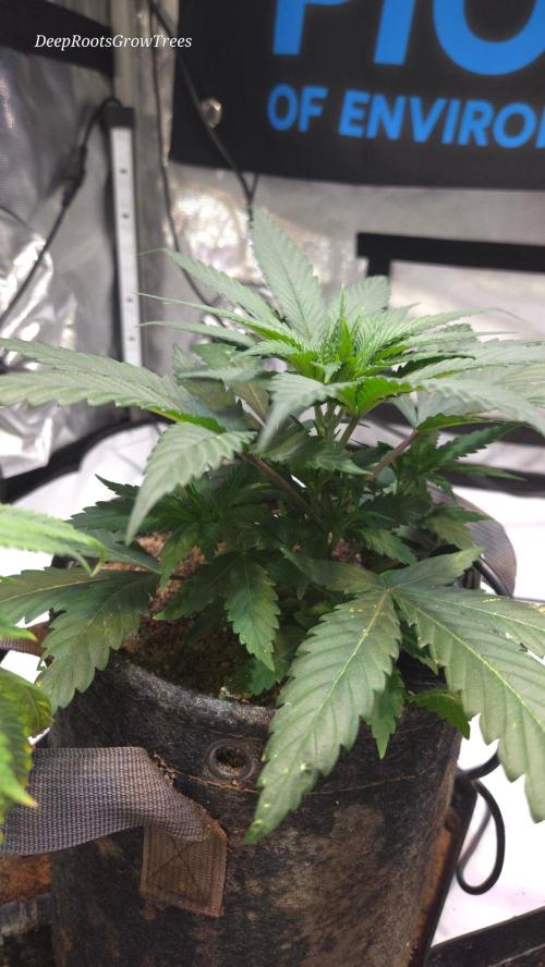 GOLOSA DELICIOUS SEED. Week 5