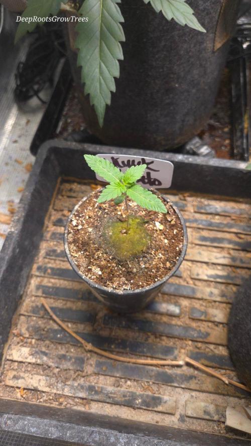 SKUNK #1 AUTOMATIC PLANT B. Week 2