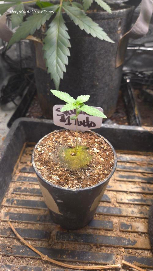 SKUNK #1 AUTOMATIC PLANT B. Week 2
