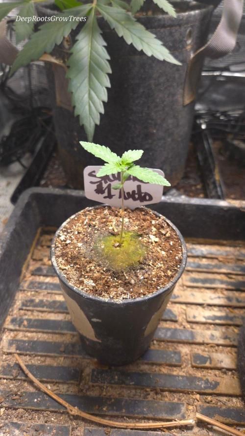 SKUNK #1 AUTOMATIC PLANT B. Week 2