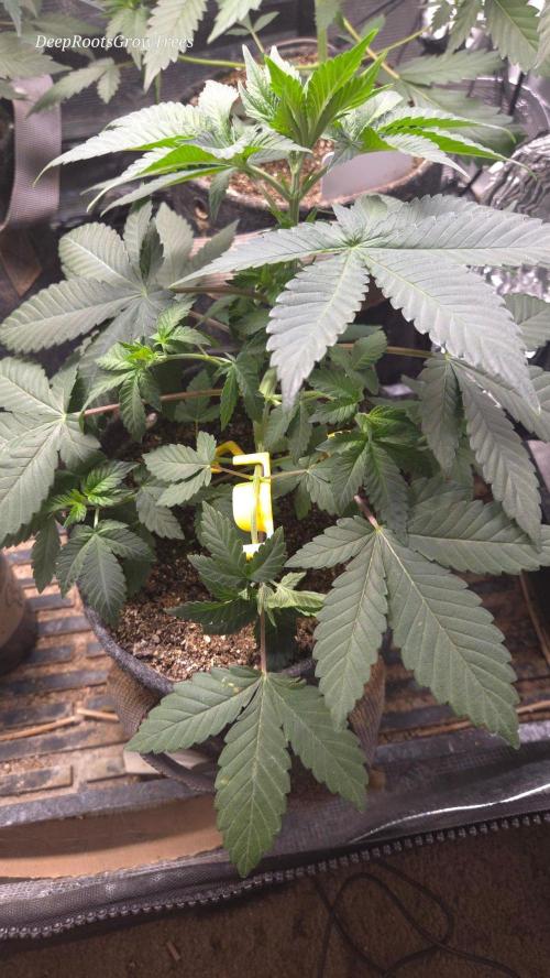SKUNK #1 AUTOMAATIC. Week 5