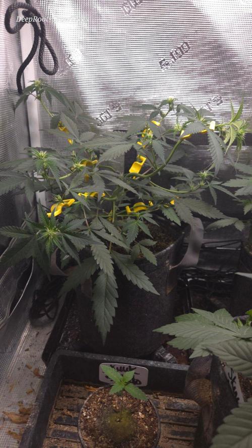 GODFATHER OG AUTO. Week 6