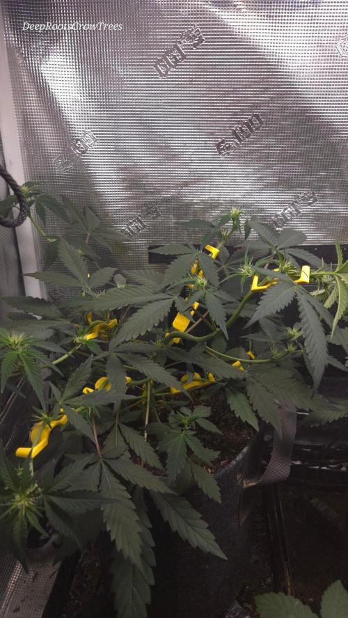 GODFATHER OG AUTO. Week 6