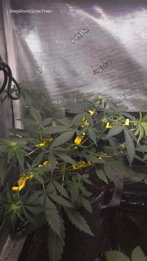 GODFATHER OG AUTO. Week 6