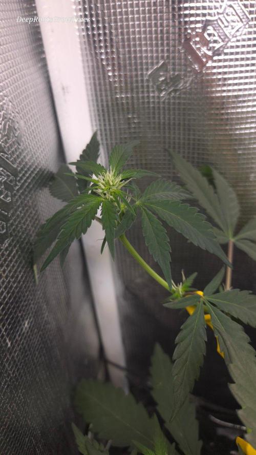 GODFATHER OG AUTO. Week 6
