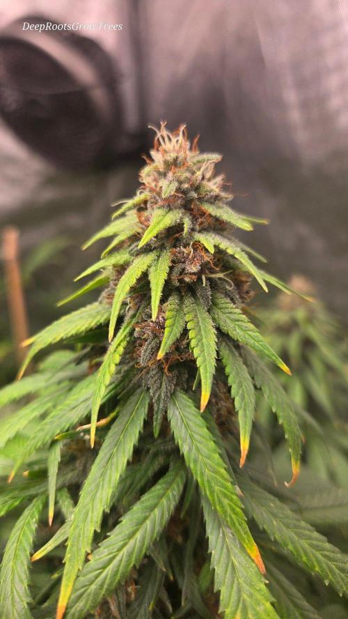 SPECIAL GROW CBD/THC. Week 16