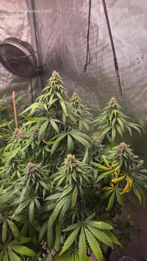 SPECIAL GROW CBD/THC. Week 16