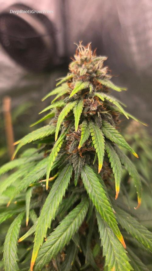 SPECIAL GROW CBD/THC. Week 16