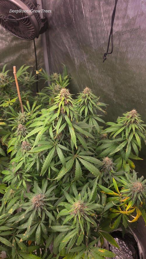 CLOUDLAB 844, Advance Grow Tent 4x4. Week 16