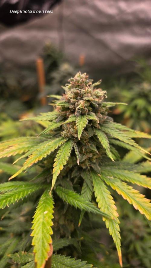 ORANGE 🍊 SHERBERT / FASTBUDS 420. Week 15