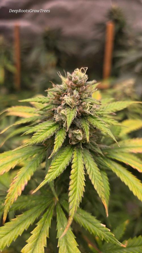 ORANGE 🍊 SHERBERT / FASTBUDS 420. Week 15