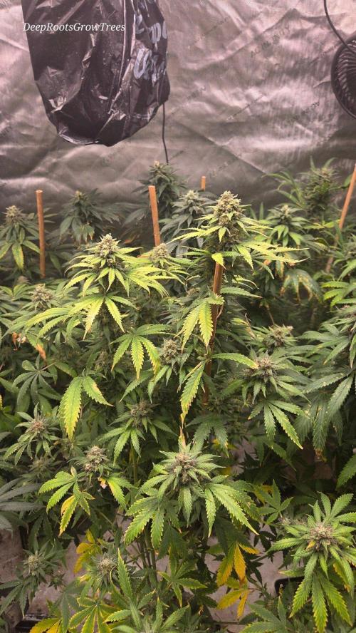 ORANGE 🍊 SHERBERT / FASTBUDS 420. Week 15