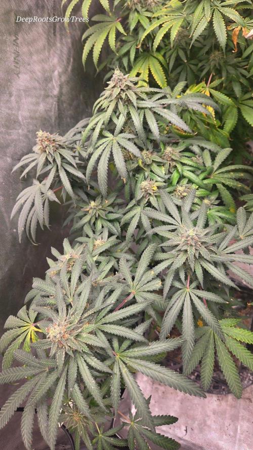 GG4 SHERBERT FF / FASTBUDS 420. Week 15