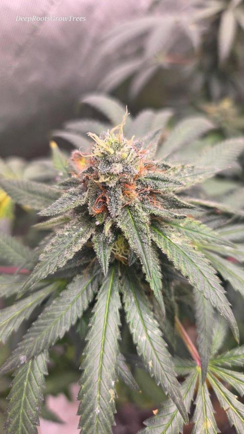 GG4 SHERBERT FF / FASTBUDS 420. Week 15