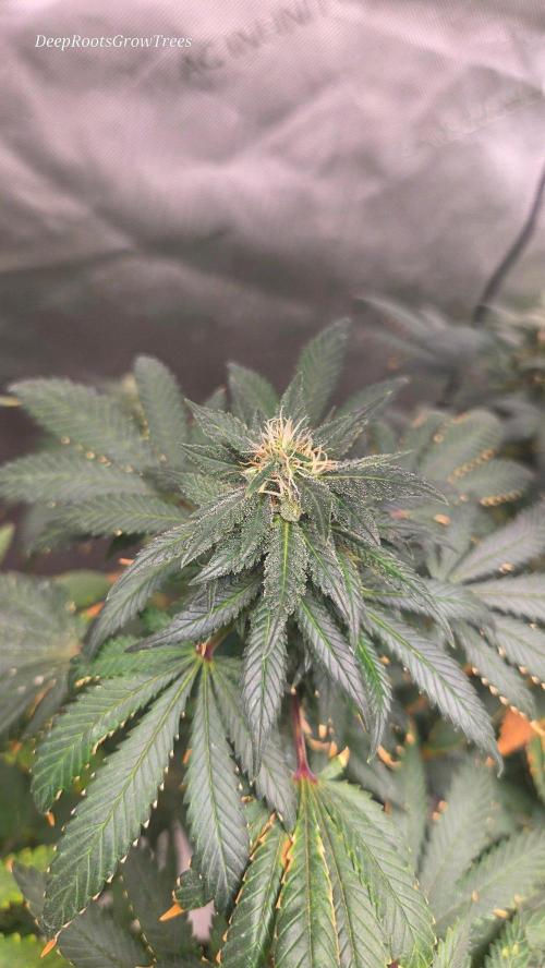 CANDY 🍫 / DIVINE SEEDS. Week 15