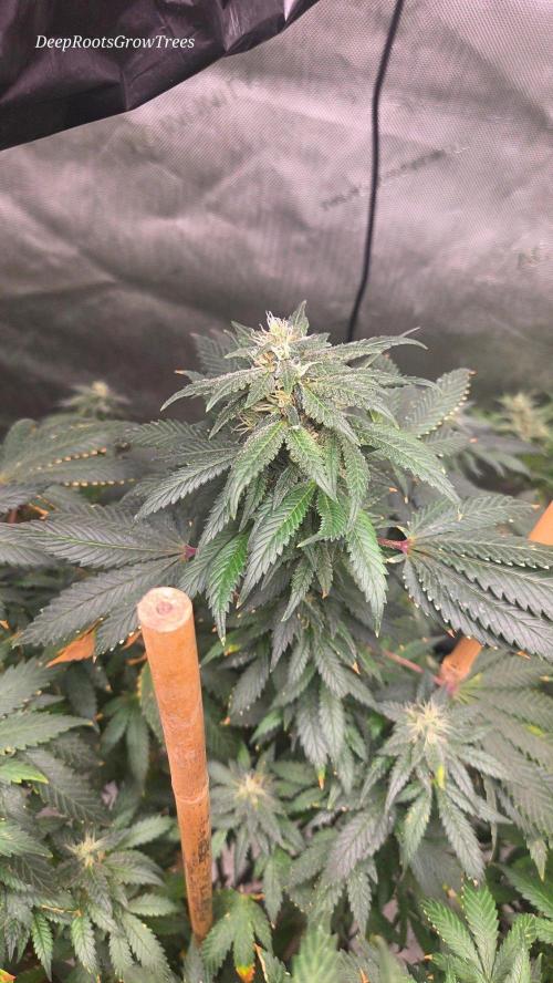 CANDY 🍫 / DIVINE SEEDS. Week 15