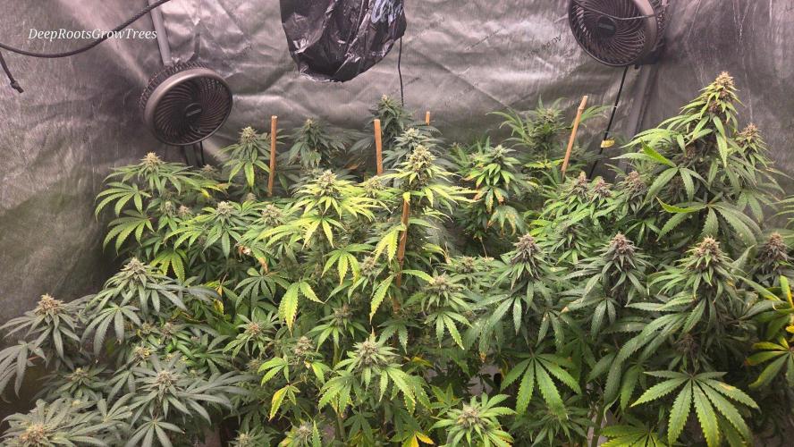 CANDY 🍫 / DIVINE SEEDS. Week 15