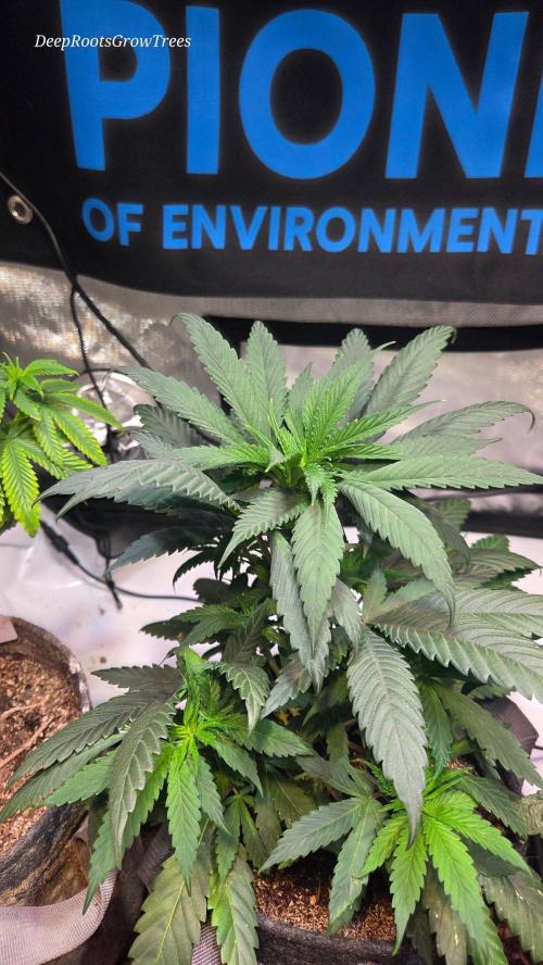 GOLOSA DELICIOUS SEED. Week 6