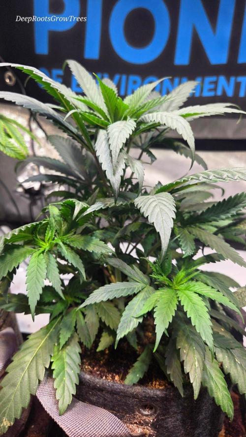 GOLOSA DELICIOUS SEED. Week 6