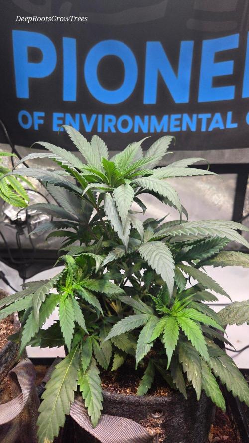GOLOSA DELICIOUS SEED. Week 6