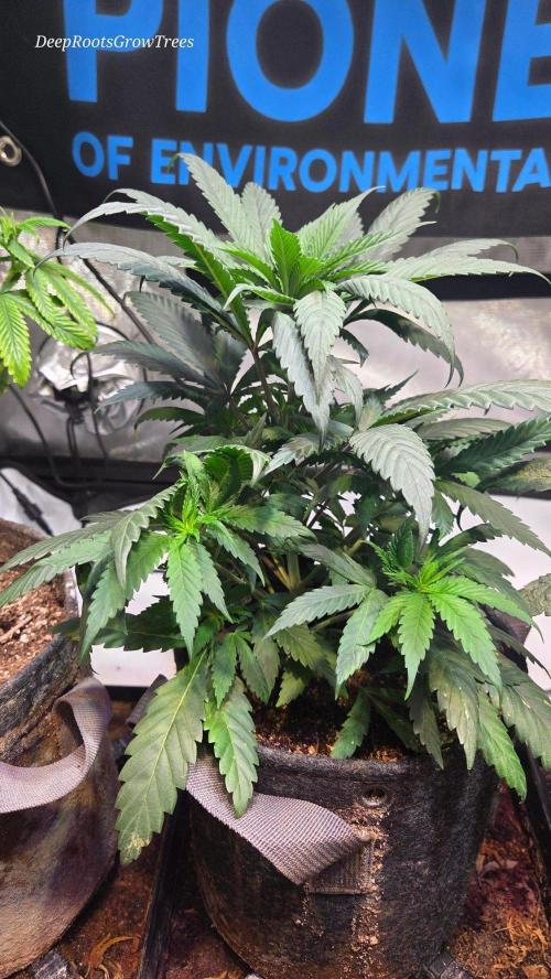 GOLOSA DELICIOUS SEED. Week 6