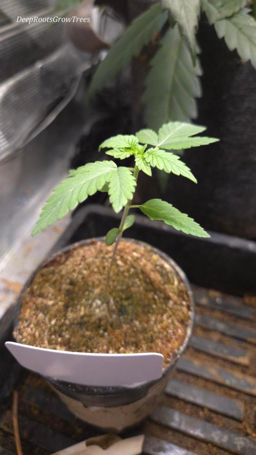 SKUNK #1 AUTOMATIC PLANT B. Week 3