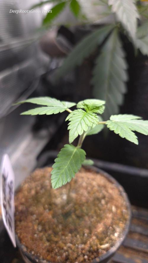 SKUNK #1 AUTOMATIC PLANT B. Week 3