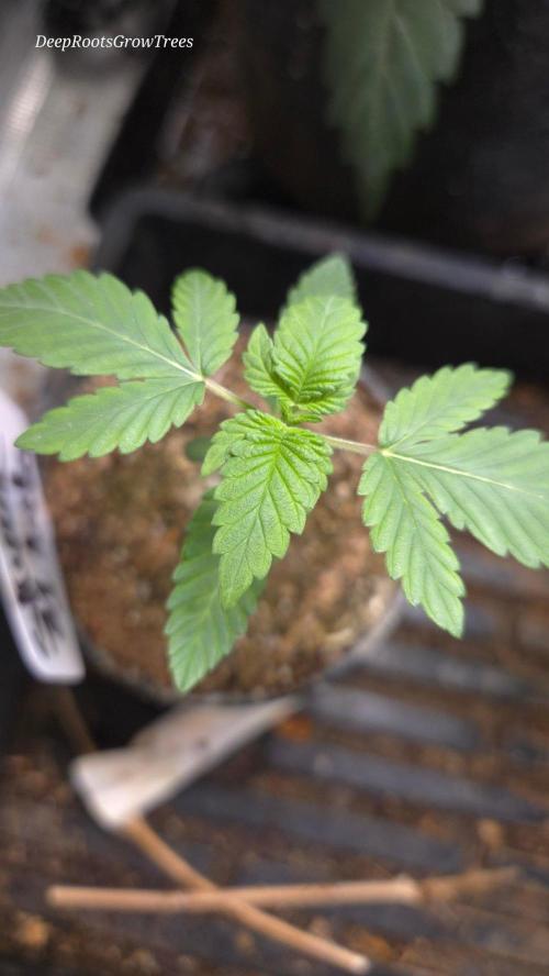 SKUNK #1 AUTOMATIC PLANT B. Week 3