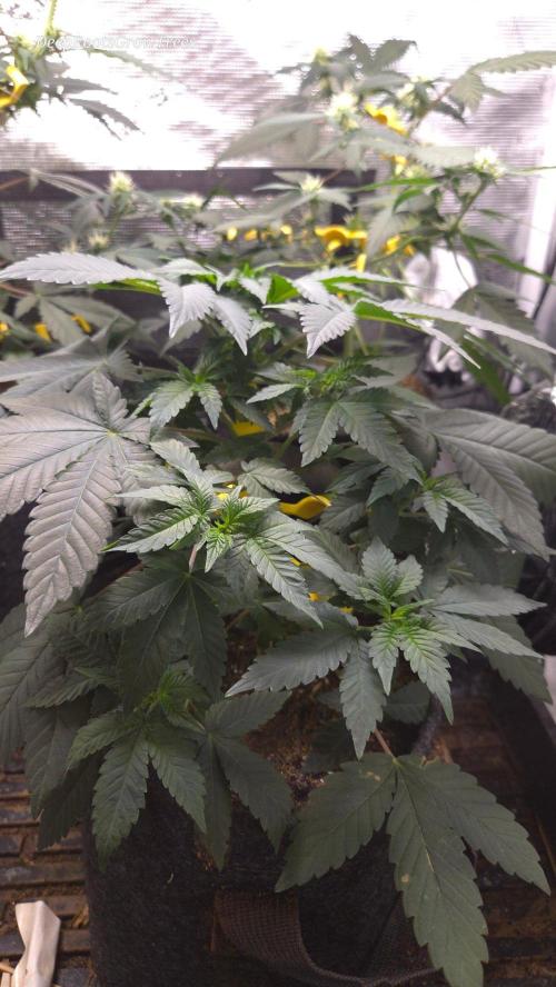 SKUNK #1 AUTOMAATIC. Week 6