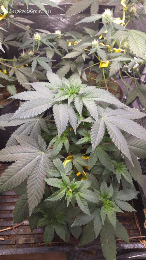 SKUNK #1 AUTOMAATIC. Week 6