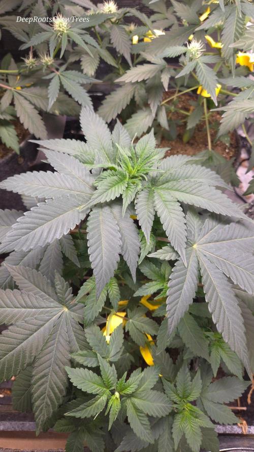 SKUNK #1 AUTOMAATIC. Week 6