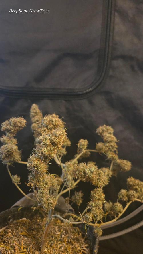 AUTO BLACK OPIUM. Week 12