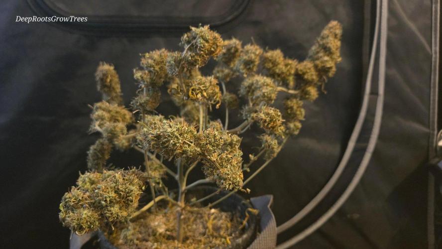 Auto Black Opium. Week 12