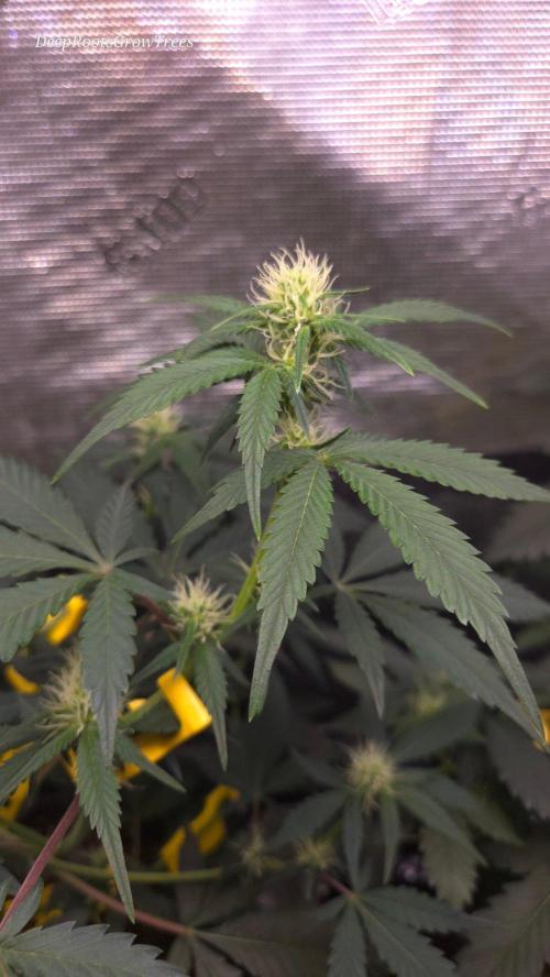 GODFATHER OG AUTO. Week 7