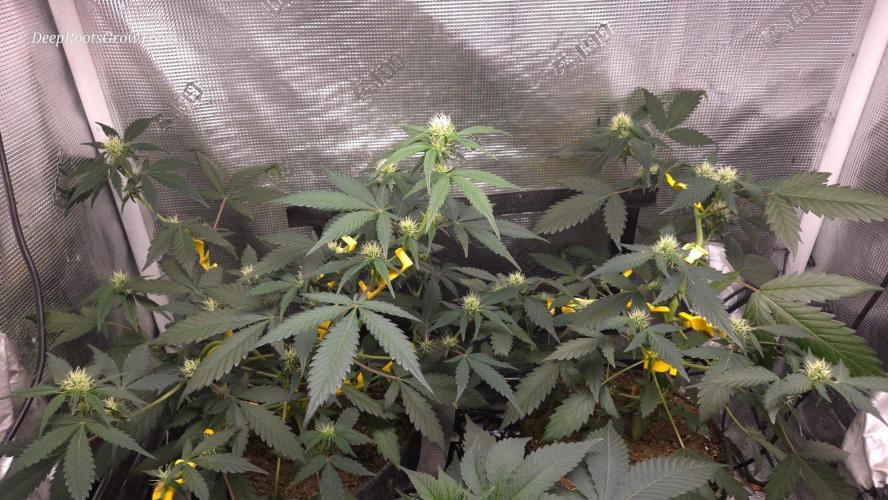 GODFATHER OG AUTO. Week 7