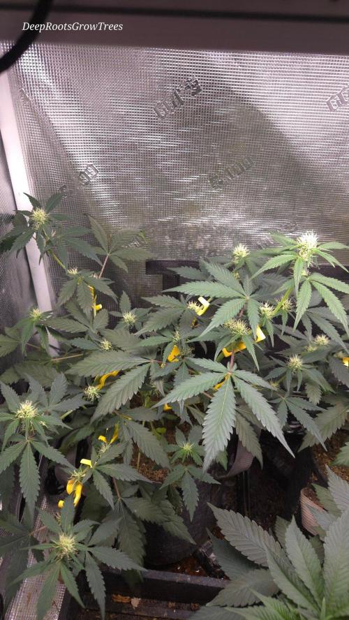 GODFATHER OG AUTO. Week 7