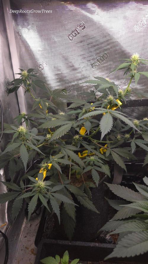 GODFATHER OG AUTO. Week 7