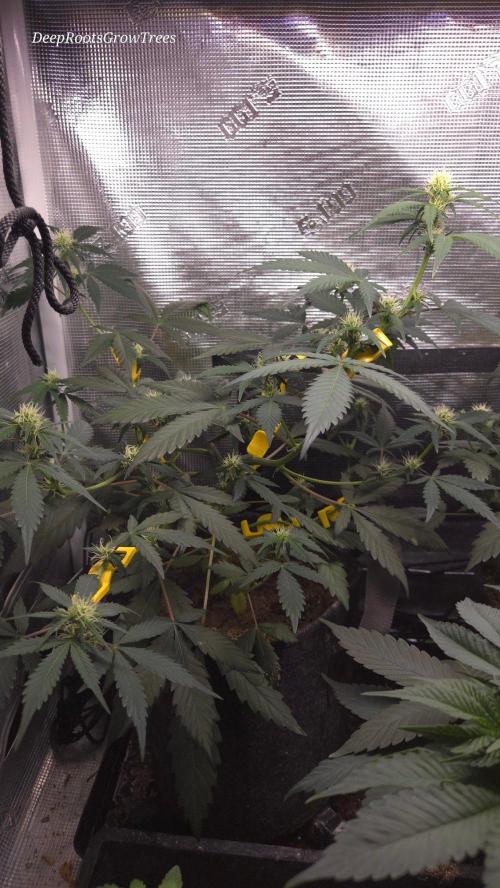 GODFATHER OG AUTO. Week 7