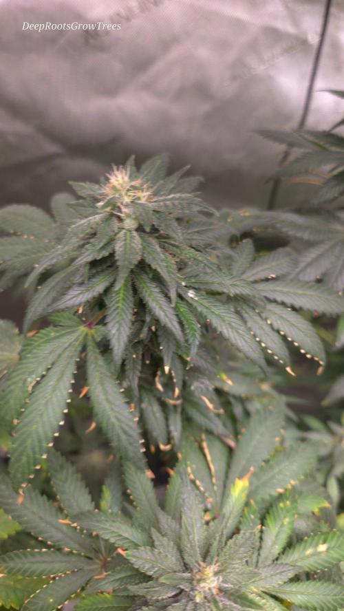 CANDY 🍫 / DIVINE SEEDS. Week 16