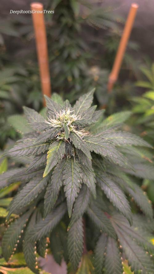 CANDY 🍫 / DIVINE SEEDS. Week 16