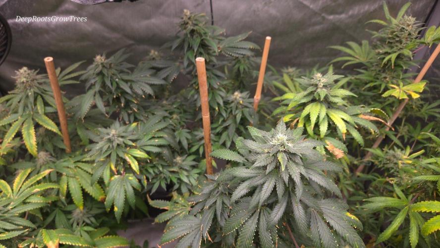 Candy . Week 16
