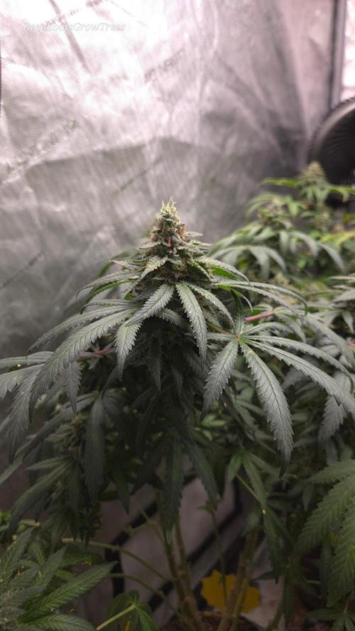 GG4 SHERBERT FF / FASTBUDS 420. Week 16