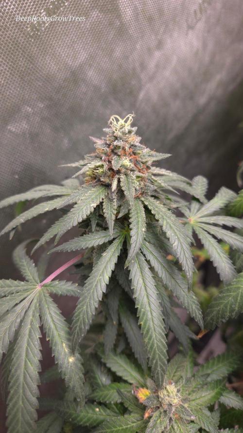 GG4 SHERBERT FF / FASTBUDS 420. Week 16