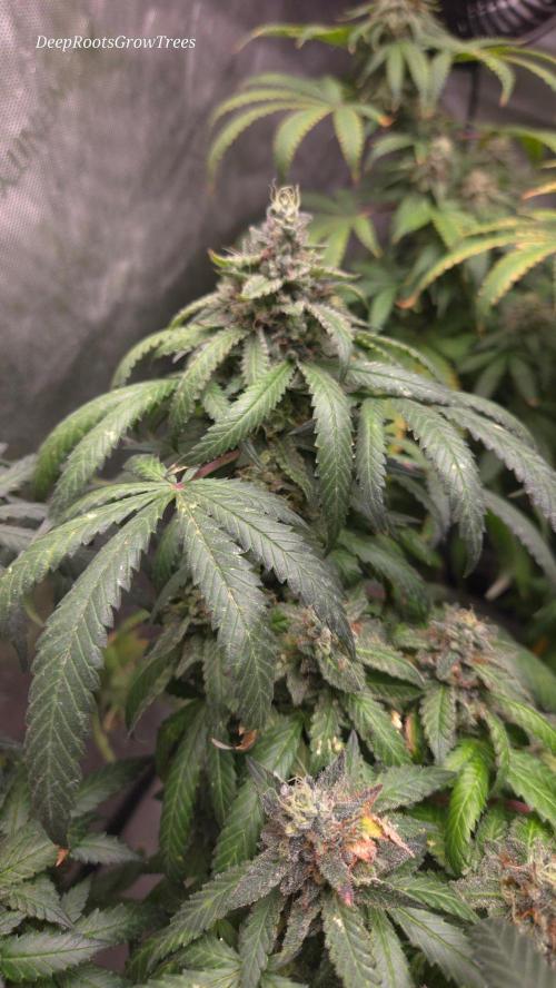GG4 SHERBERT FF / FASTBUDS 420. Week 16