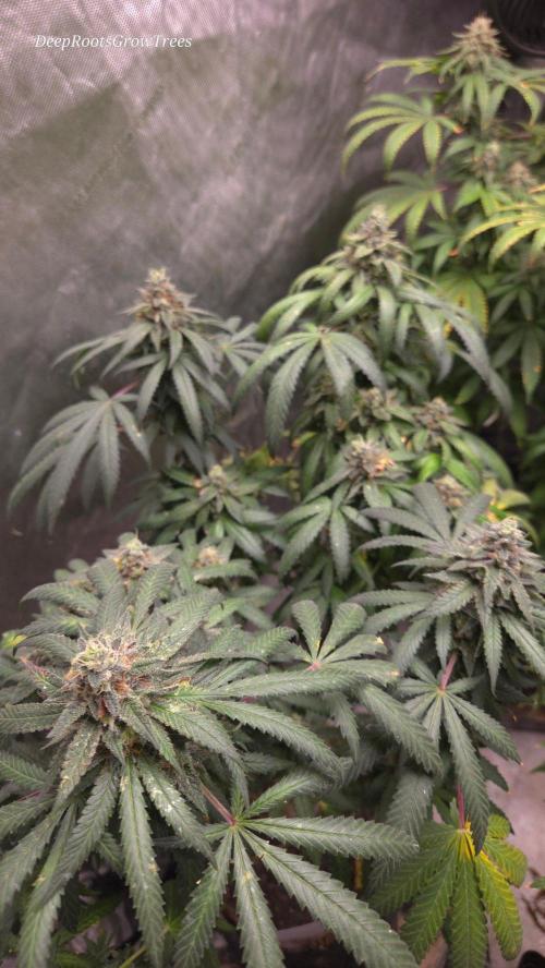 GG4 SHERBERT FF / FASTBUDS 420. Week 16