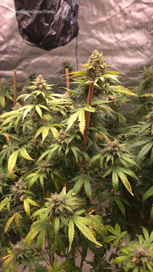 ORANGE 🍊 SHERBERT / FASTBUDS 420. Week 16