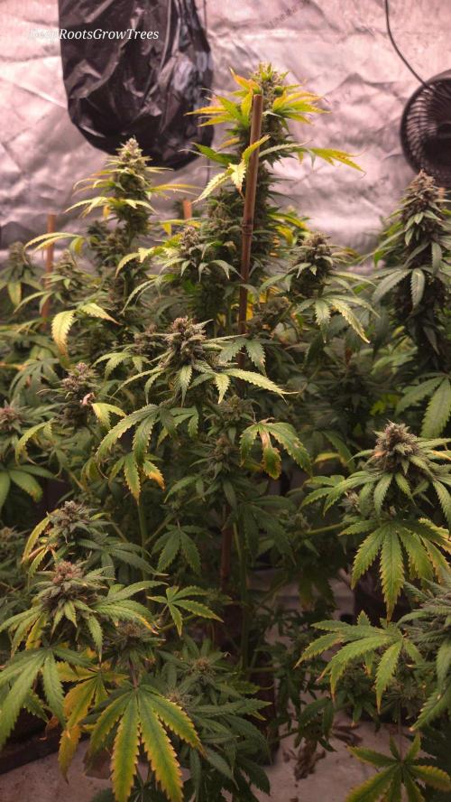 ORANGE 🍊 SHERBERT / FASTBUDS 420. Week 16