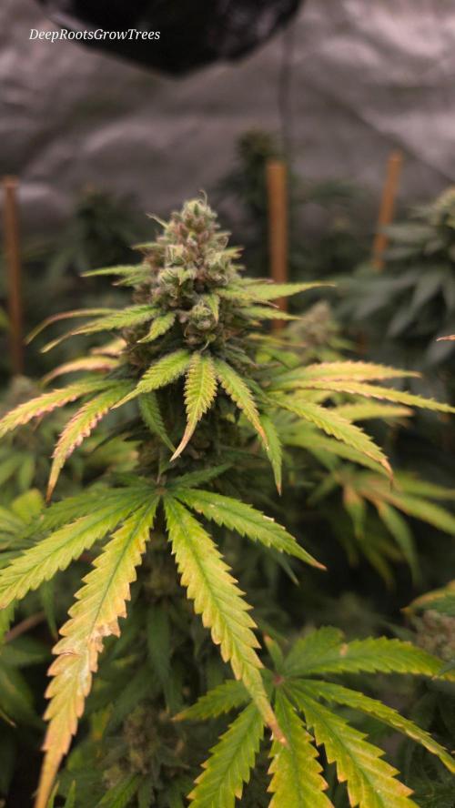 ORANGE 🍊 SHERBERT / FASTBUDS 420. Week 16