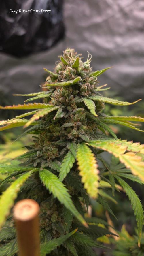 ORANGE 🍊 SHERBERT / FASTBUDS 420. Week 16