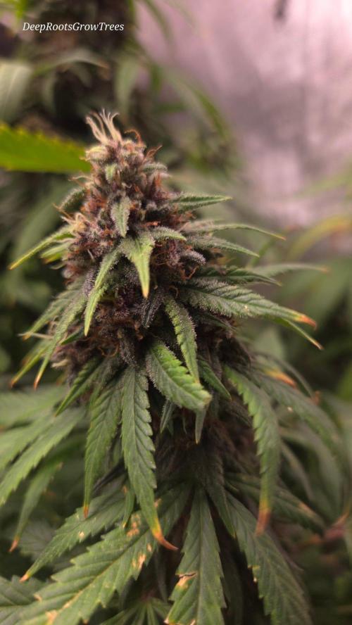 SPECIAL GROW CBD/THC. Week 17